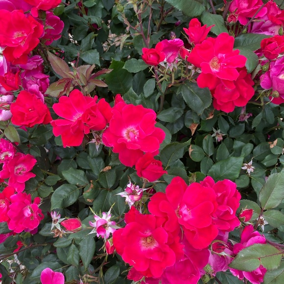 Meet your Posher, Style - Picture 1 of 1